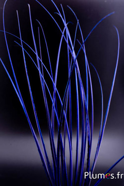 Autruche Rachis - 60 cm - bleu